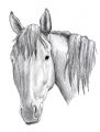 · 886 x 1177 pixels
· 189 ko
· Catégorie : Portraits
· Ajouté le 14/07/2006
· Description :
le cheval d'une amie, Tyder