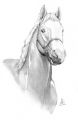 · 340 x 527 pixels
· 29 ko
· Catégorie : Portraits
· Ajouté le 09/08/2006
· Description :
voici le tres beau cheval d'altair