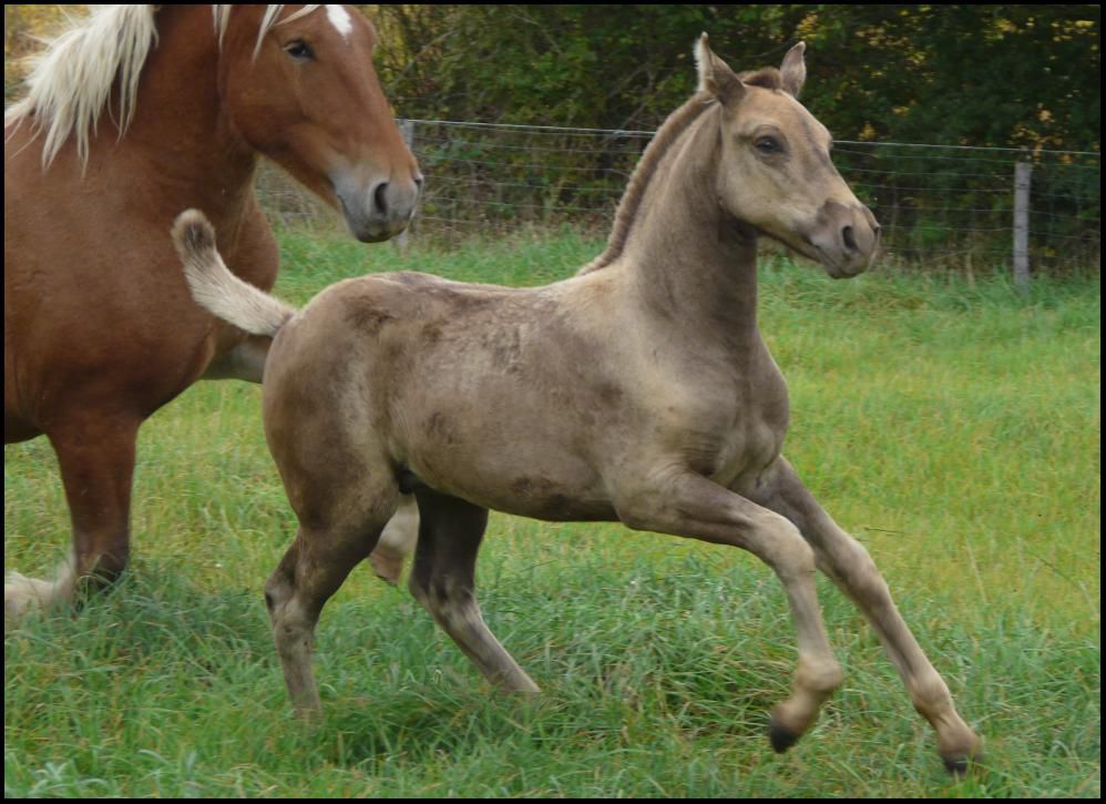 gène silver génétique des robes de chevaux
