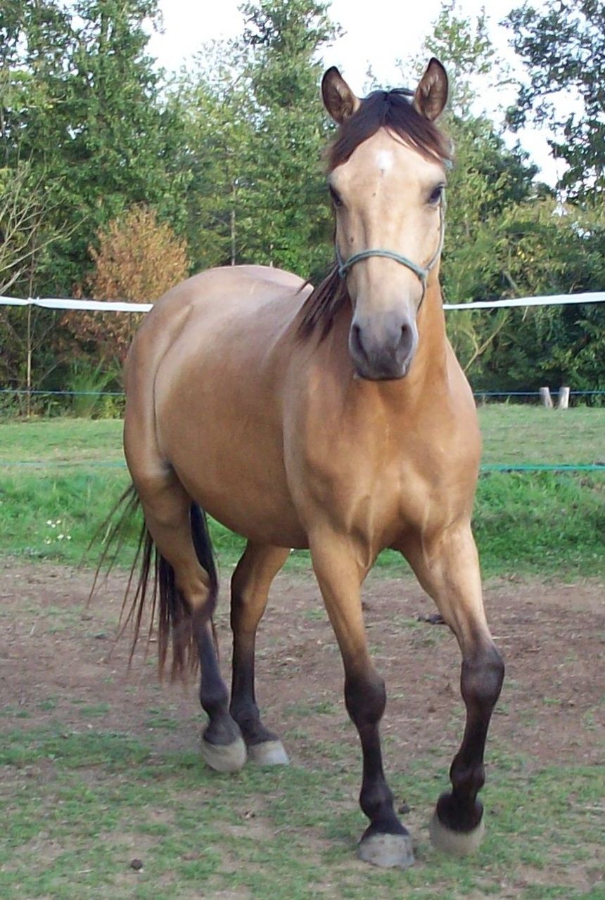 Vos chevaux isabelle