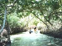 jungle