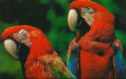 les peroquets rouges