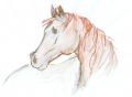 · 1717 x 1257 pixels
· 271 ko
· Catégorie : Autre dessins
· Ajouté le 16/03/2006
· Description :
pur-sang aquarelle