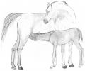 · 1020 x 843 pixels
· 305 ko
· Catégorie : Autre dessins
· Ajouté le 11/04/2007