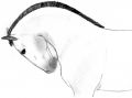 · 1452 x 1073 pixels
· 315 ko
· Catégorie : Autre dessins
· Ajouté le 11/04/2007