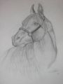 · 300 x 400 pixels
· 9 ko
· Catégorie : Portraits
· Ajouté le 25/11/2005
· Description :
dessin original au crayon n?0