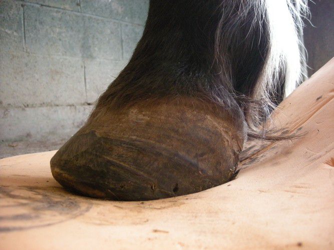 mv second sole plaque thermoformable pour chevaux pieds nus ou ayant  fourbure, abcès, aplombs défectueux