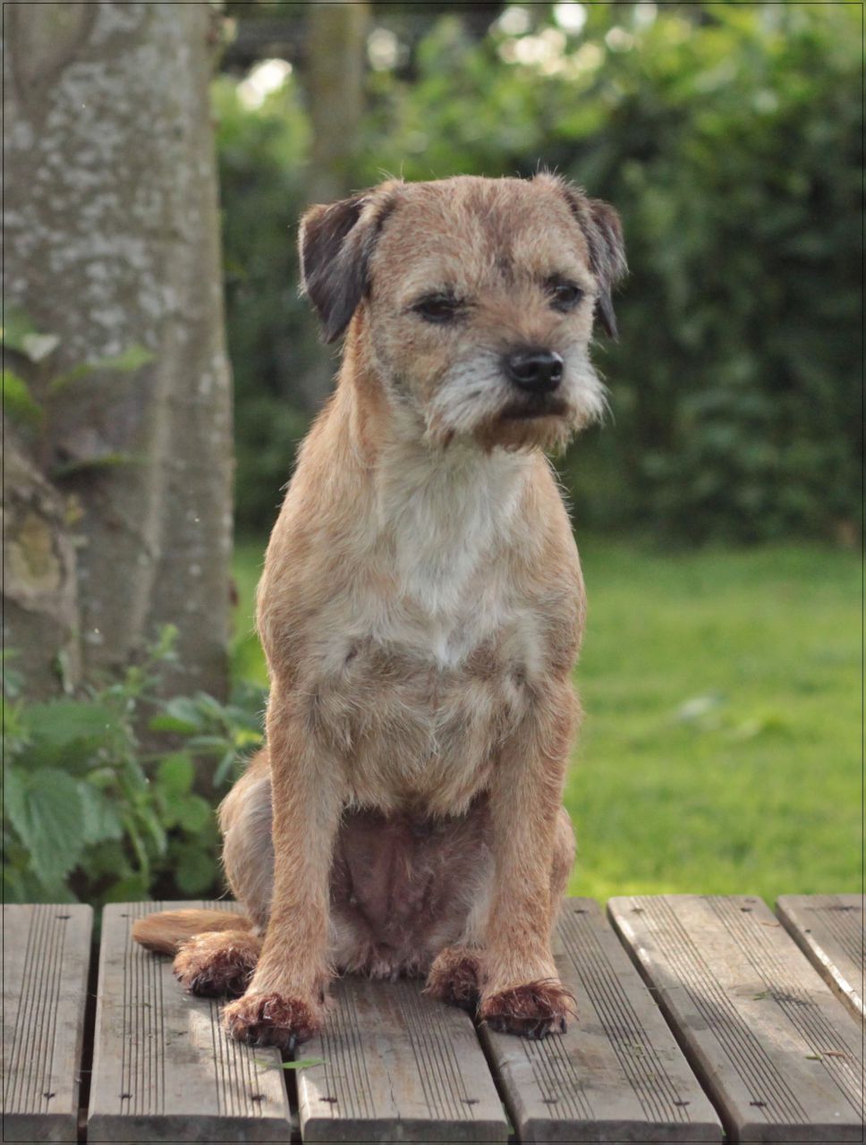 Quel Type De Chien Si 1 Forum Cheval