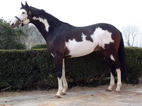 Timpo - Arabes - Cavalier gris (variation) fouet pantalon rouge ceinture noire  cheval galop long noir