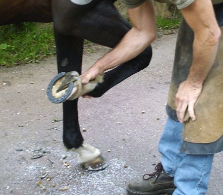Quelle est la taille des pieds de vos chevaux - 2 - Forum Cheval