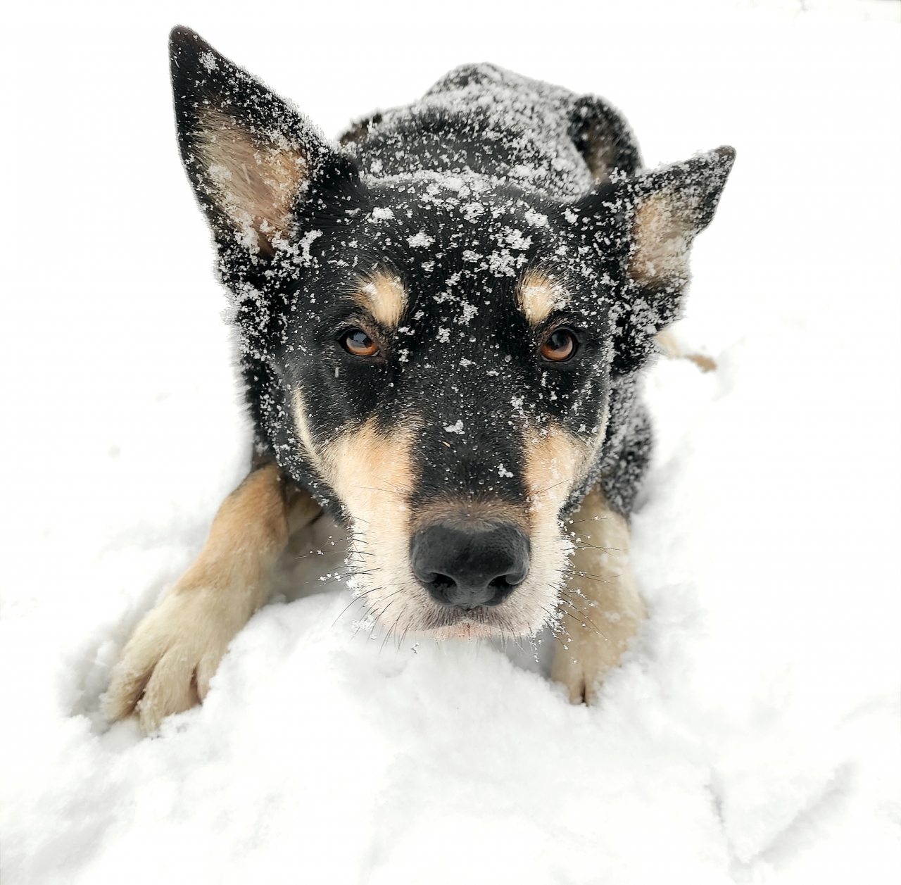 Le post des chiens 136 Forum Cheval