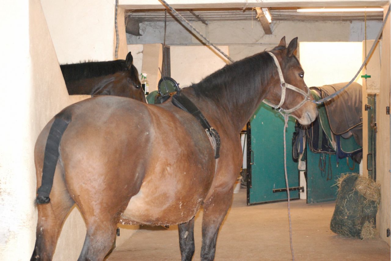 Ceinture de poulinage Clearance