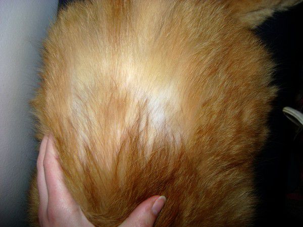 Perte de poils chez le chat