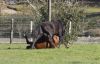 · 2365 x 1510 pixels
· 3 ko
· Catégorie :
· Ajouté le 17/02/2013