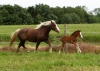 · 1500 x 1065 pixels
· 3 ko
· Catégorie :
· Ajouté le 21/05/2014