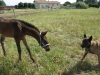 · 4000 x 3000 pixels
· 3 ko
· Catégorie :
· Ajouté le 25/06/2014