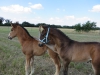 · 4000 x 3000 pixels
· 3 ko
· Catégorie :
· Ajouté le 25/06/2014
