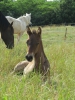 · 3000 x 4000 pixels
· 3 ko
· Catégorie :
· Ajouté le 25/06/2014