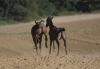· 1795 x 1237 pixels
· 3 ko
· Catégorie :
· Ajouté le 03/09/2014