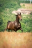 · 816 x 1224 pixels
· 3 ko
· Catégorie :
· Ajouté le 26/08/2015