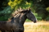 · 1224 x 816 pixels
· 3 ko
· Catégorie :
· Ajouté le 28/08/2015