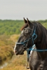 · 637 x 960 pixels
· 3 ko
· Catégorie :
· Ajouté le 05/10/2015