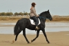 · 900 x 600 pixels
· 3 ko
· Catégorie :
· Ajouté le 05/10/2015