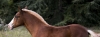 · 3896 x 1430 pixels
· 3 ko
· Catégorie :
· Ajouté le 15/10/2015