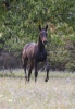 · 1898 x 2772 pixels
· 3 ko
· Catégorie :
· Ajouté le 15/10/2015