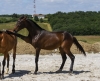 · 2755 x 2218 pixels
· 3 ko
· Catégorie :
· Ajouté le 04/06/2019