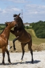 · 1680 x 2567 pixels
· 3 ko
· Catégorie :
· Ajouté le 04/06/2019