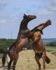· 2763 x 3456 pixels
· 3 ko
· Catégorie :
· Ajouté le 04/06/2019