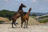 · 4750 x 3145 pixels
· 3 ko
· Catégorie :
· Ajouté le 04/06/2019