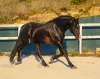 · 5165 x 4049 pixels
· 3 ko
· Catégorie :
· Ajouté le 23/04/2021