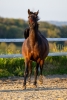 · 1825 x 2737 pixels
· 3 ko
· Catégorie :
· Ajouté le 19/03/2023