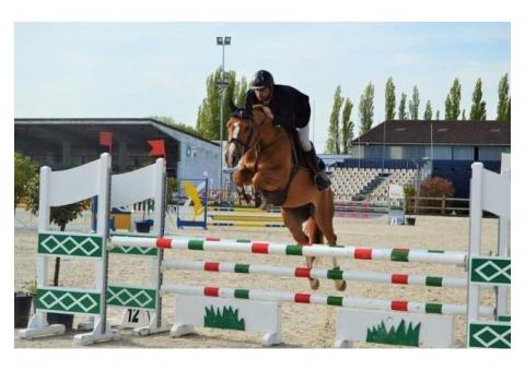 hongre 10 ans par vigo d'arsouilles