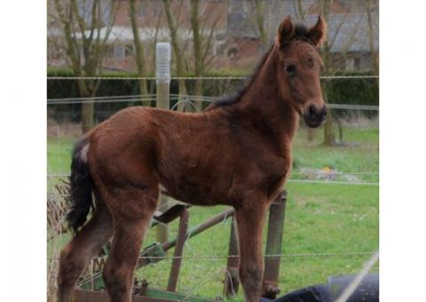 Superbe pouliche PRE PP proche de l humain