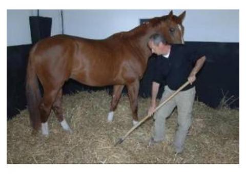 cheval trotteur a vendre pas cher