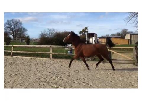 trotteur a vendre pas cher